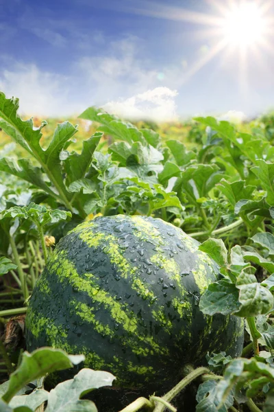 Water mellon after rain — Stock Photo, Image