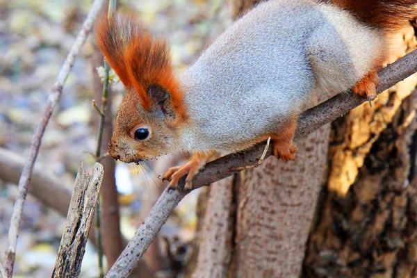 Eichhörnchen steht auf dem Boden auf seinen Hinterbeinen — Stockfoto