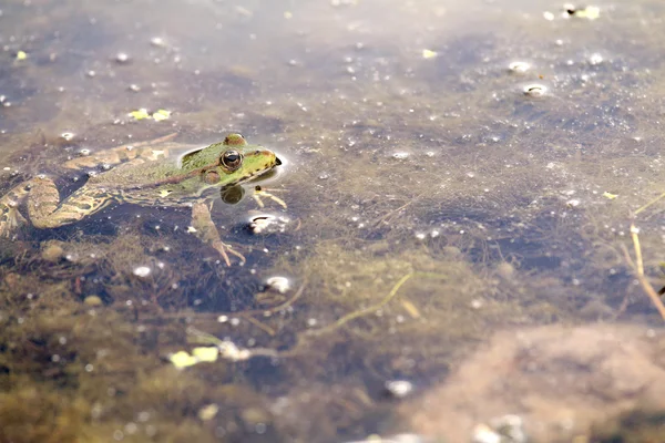Kafasını suyun dışına poking yeşil kurbağa. — Stok fotoğraf
