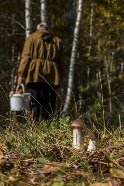 Raccoglitore di funghi, che ha perso due boletus — Foto Stock
