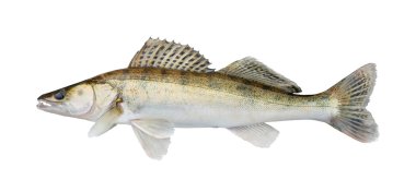 zander, üzerinde beyaz izole