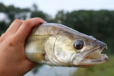 el balıkçı yakalanmak zander