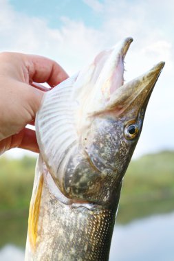 Caught pike in hand of a fisherman clipart