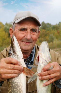 eski balıkçı ve onun catch - zander ve pike