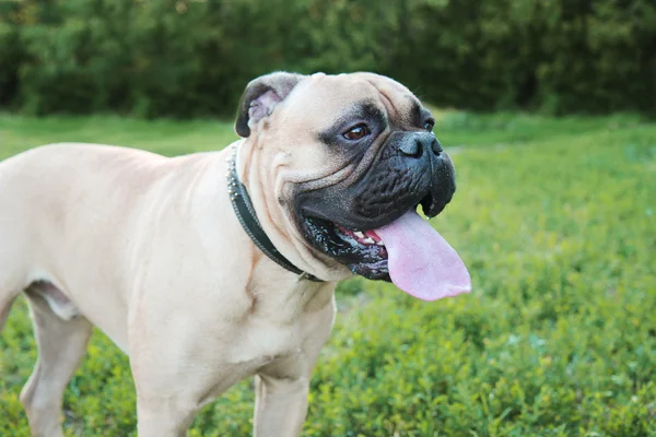 Bullmastiff — Fotografie, imagine de stoc