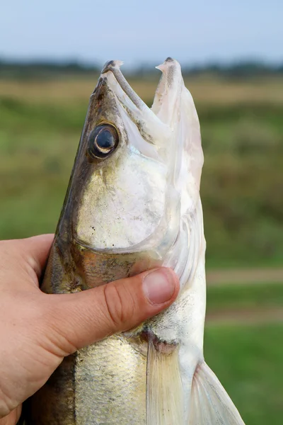 Fångas gös i handen av en fiskare — Stockfoto