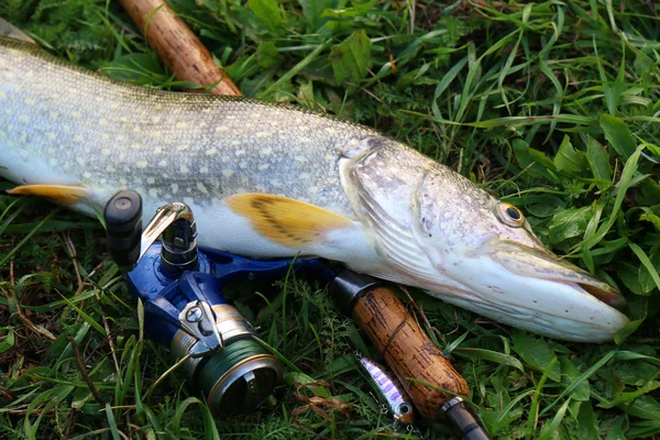 Vissen vangen pike op het gras en vistuig — Stockfoto