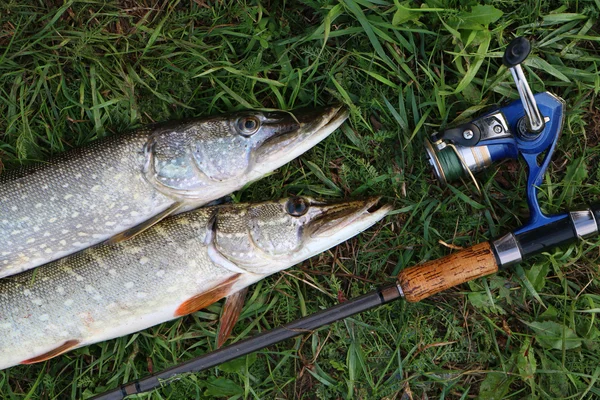 Fishing catch pike on the grass and fishing gear — Stock Photo, Image