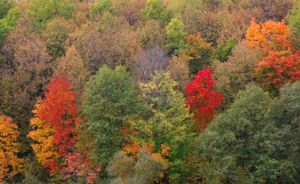 Bosque de otoño —  Fotos de Stock