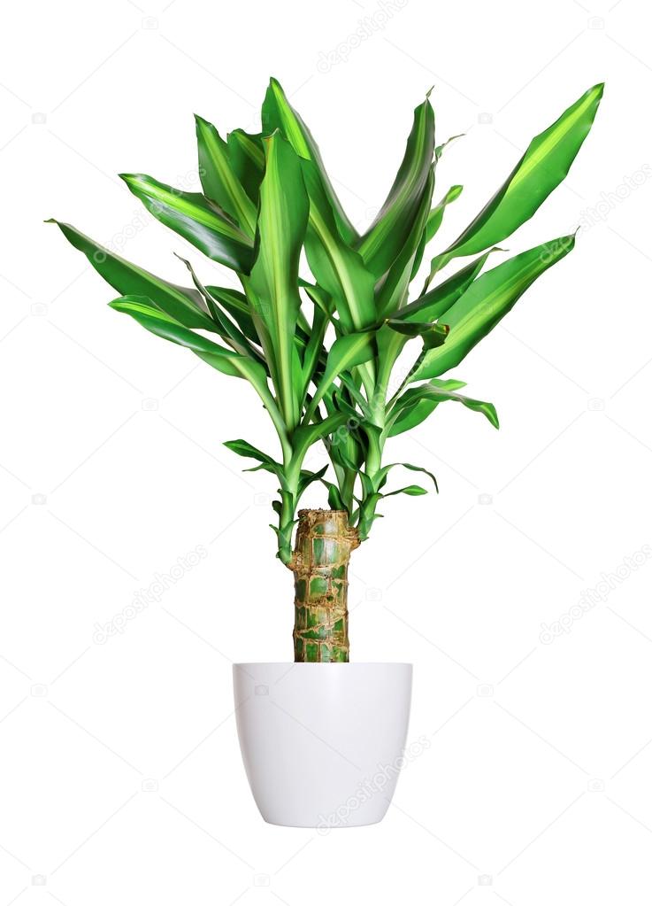 Houseplant - dracaena steudneri stemm a potted plant isolated ov