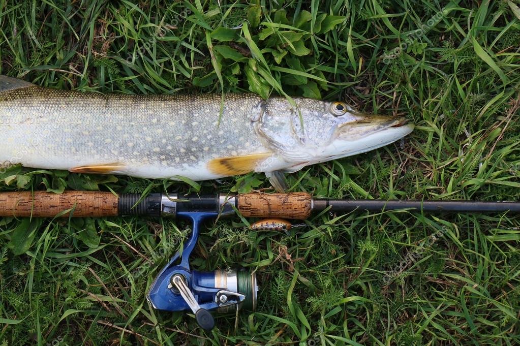 Maximumcatch Predator 9FT Saltwater Fly Fishing Rod 8-12WT Section 30T SK  Carbon Waterproof Fly Rod, Pike Fishing Uk
