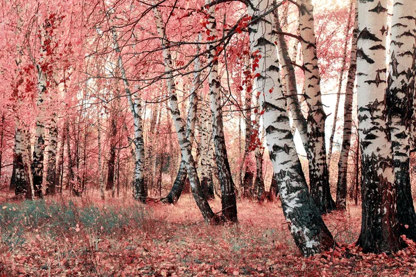 Pembe huş grove — Stok fotoğraf