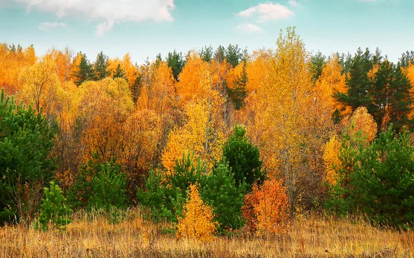 Bosque de otoño en la orilla del río —  Fotos de Stock