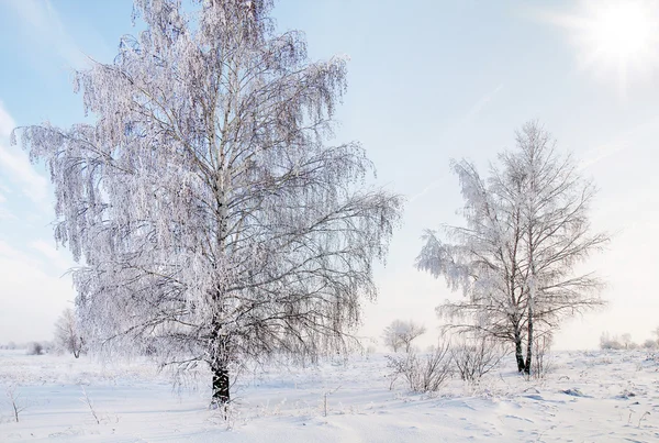 ภูมิทัศน์ในหิมะกับท้องฟ้าสีฟ้า ฉากฤดูหนาว . — ภาพถ่ายสต็อก