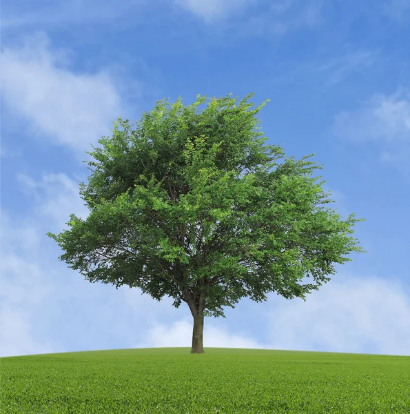 Ensam växande träd — Stockfoto