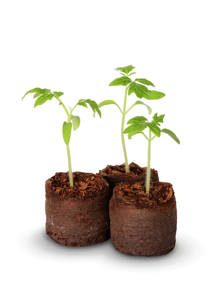 A tomato seedling in the peat pot, isolated — Stock Photo, Image
