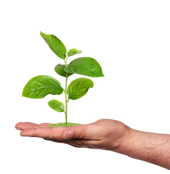 Planta em uma mão, isolada — Fotografia de Stock