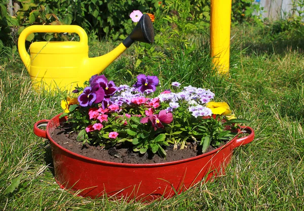 Ideen für den Garten - Blumen im alten Waschbecken — Stockfoto