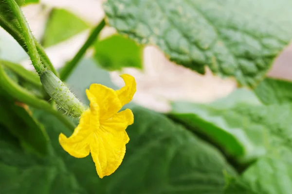 Cucumber with flower hang on branch — Stock Photo, Image