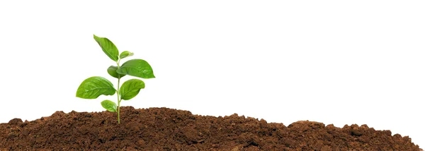 Small green seedling in the ground, isolated — Stock Photo, Image