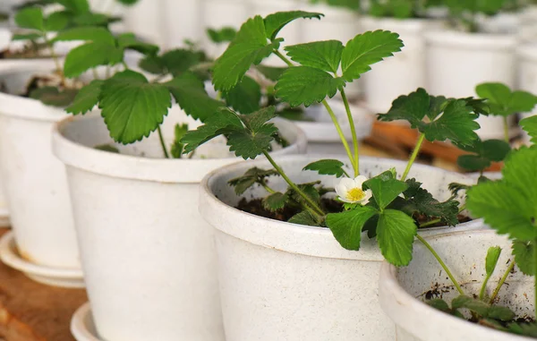 Strawberry plant growing in pot — Stock Photo, Image