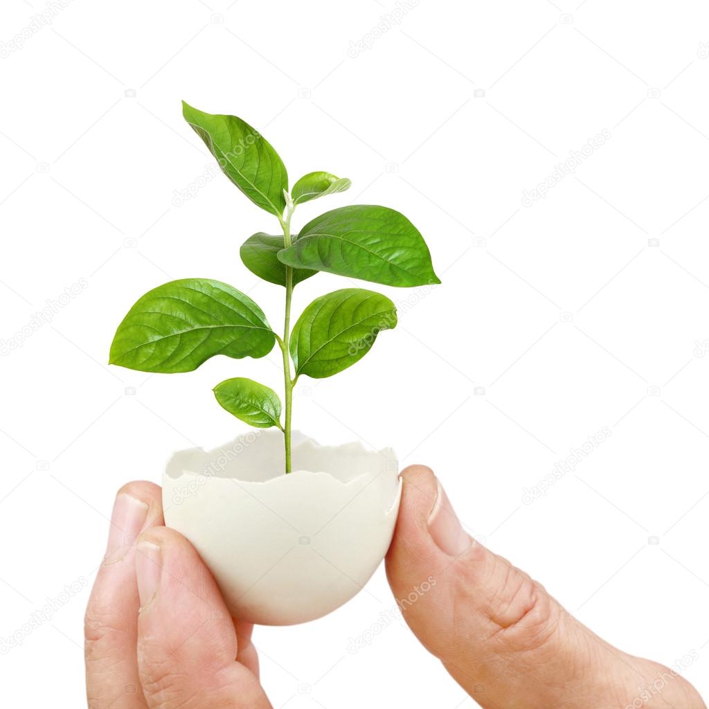 young green plant in an eggshell