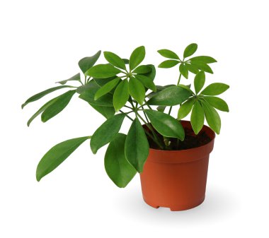 Houseplant - genç Schefflera beyaz bitti izole bir saksı bitki