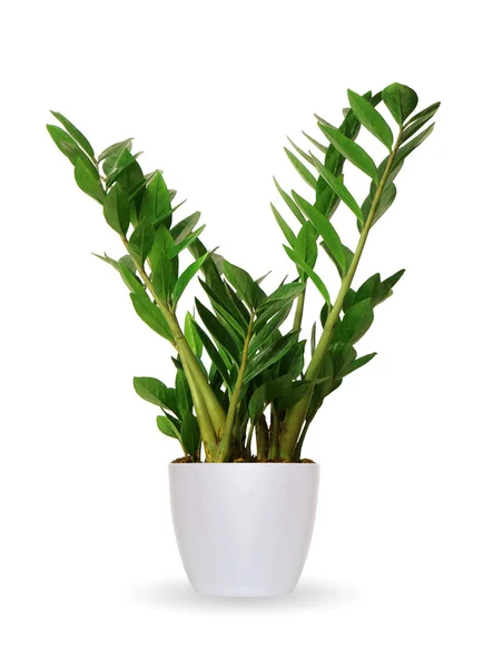 Houseplant - Zamioculcas uma planta em vaso isolado sobre branco — Fotografia de Stock