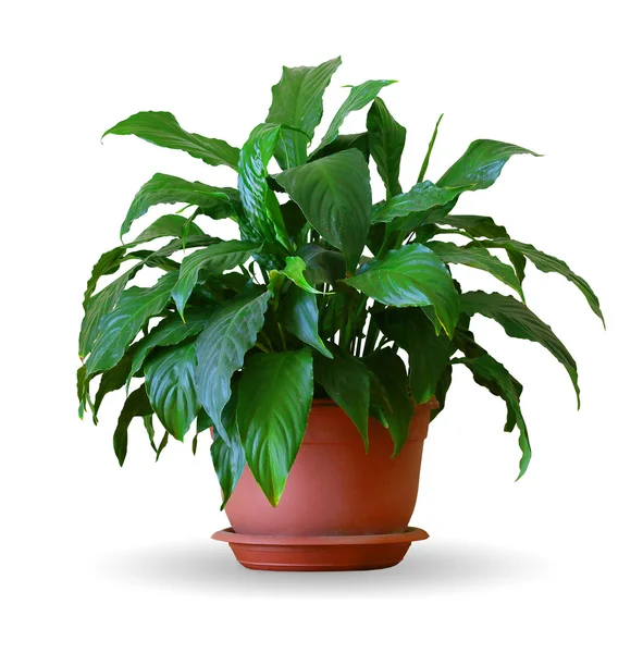 Spathiphyllum — Foto de Stock