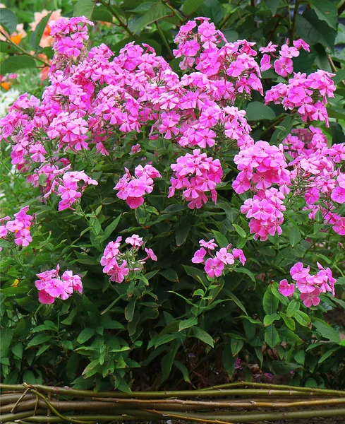 Phlox paniculata (phlox de jardin) en fleurs — Photo