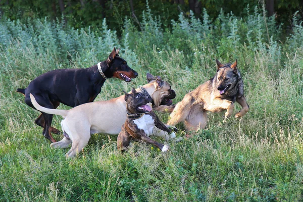 Quatro cães brincam em um parque — Fotografia de Stock