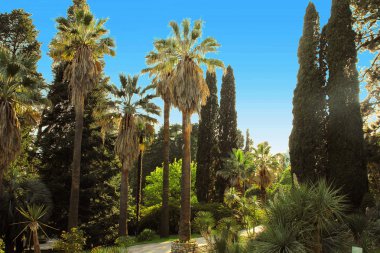 Avuç içi ve thuyas ile güzel bir parkta geçit