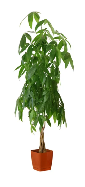 Houseplant - Pachira aquatica uma planta em vaso isolado sobre branco — Fotografia de Stock