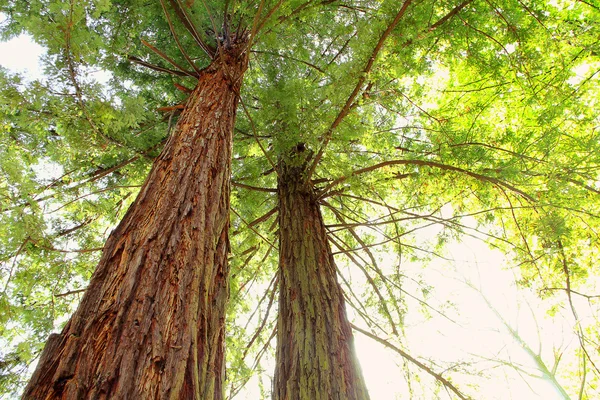 Γίγαντας sequoia δέντρα — Φωτογραφία Αρχείου