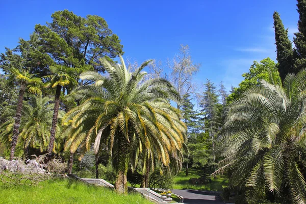 Passerella in un bellissimo Parco con Palme — Foto Stock