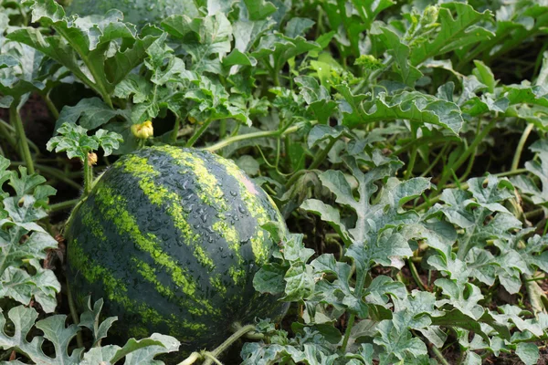 Water mellon after rain — Stock Photo, Image