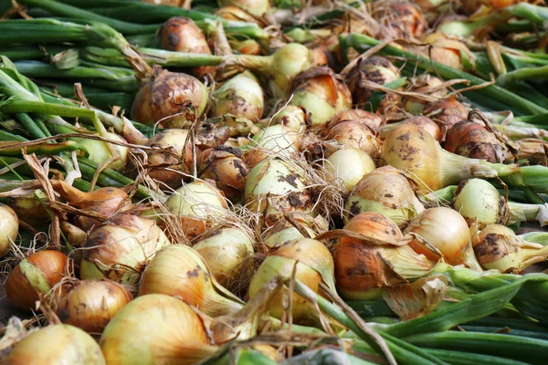 Cebolla fresca — Foto de Stock