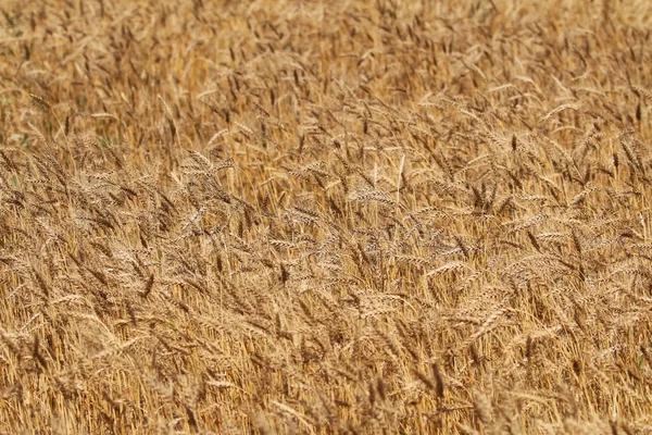 Backdrop of ripening ears of yellow rye field — Stock Photo, Image
