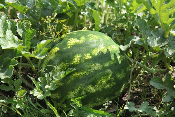 Vatten mellon — Stockfoto