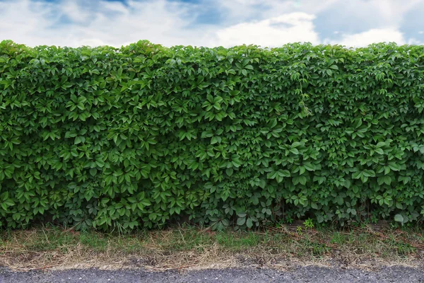 Idéer för trädgård - grön ivy väggen under blå himmel — Stockfoto