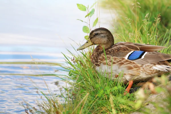 Portrait of a females of duck on the water — Stock Photo, Image