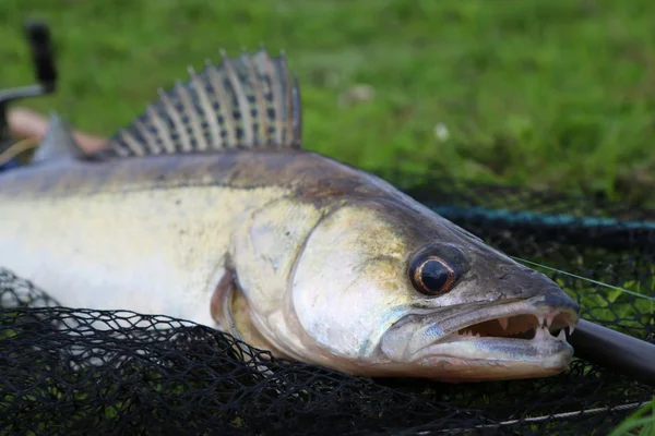 Zanderfischen im Gras und Angelausrüstung — Stockfoto