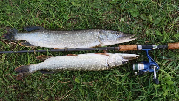 Pike pescuit captură știucă pe iarbă și unelte de pescuit — Fotografie, imagine de stoc