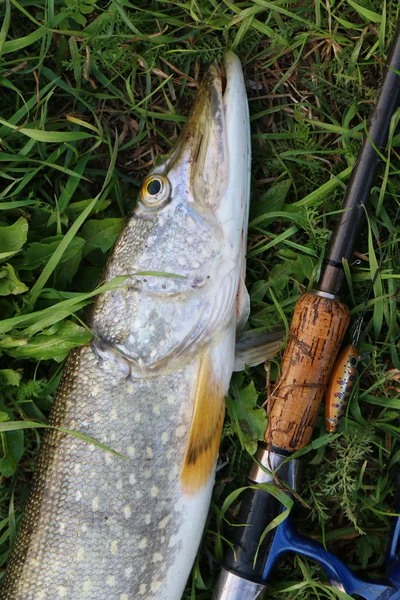 Pike fishing catch on the grass and fishing gear — Stock Photo, Image