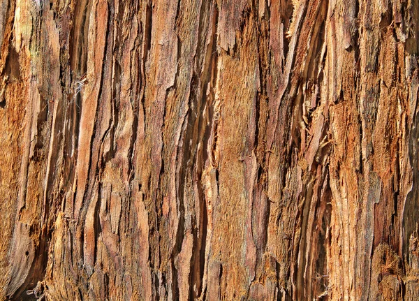 Redwood kabuğu yakın çekim — Stok fotoğraf