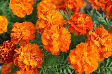 Yeşil bahçesinde bulunan turuncu renkli sarı kadife çiçeği kapatın