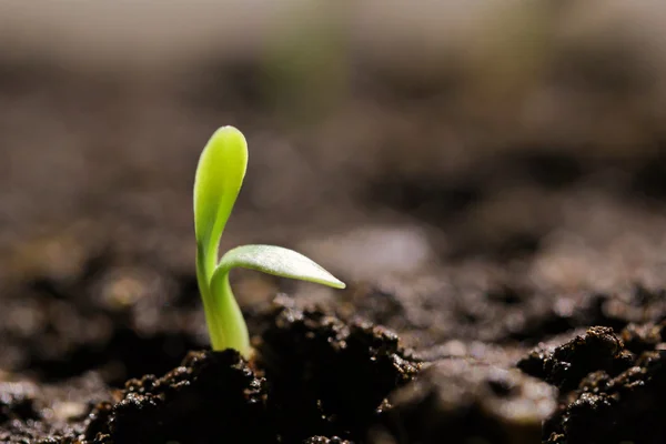 Små gröna plantor i marken — Stockfoto