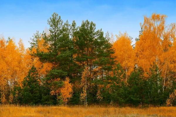 Herfstbos — Stockfoto