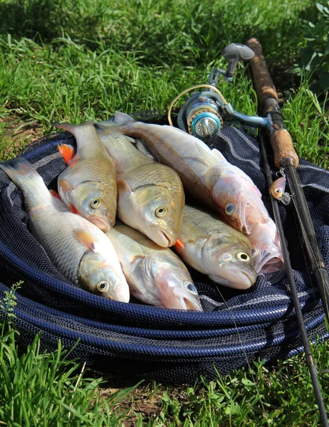 Fischfang im Gras und Angelausrüstung — Stockfoto