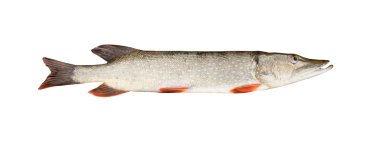 pike, beyaz bitti izole